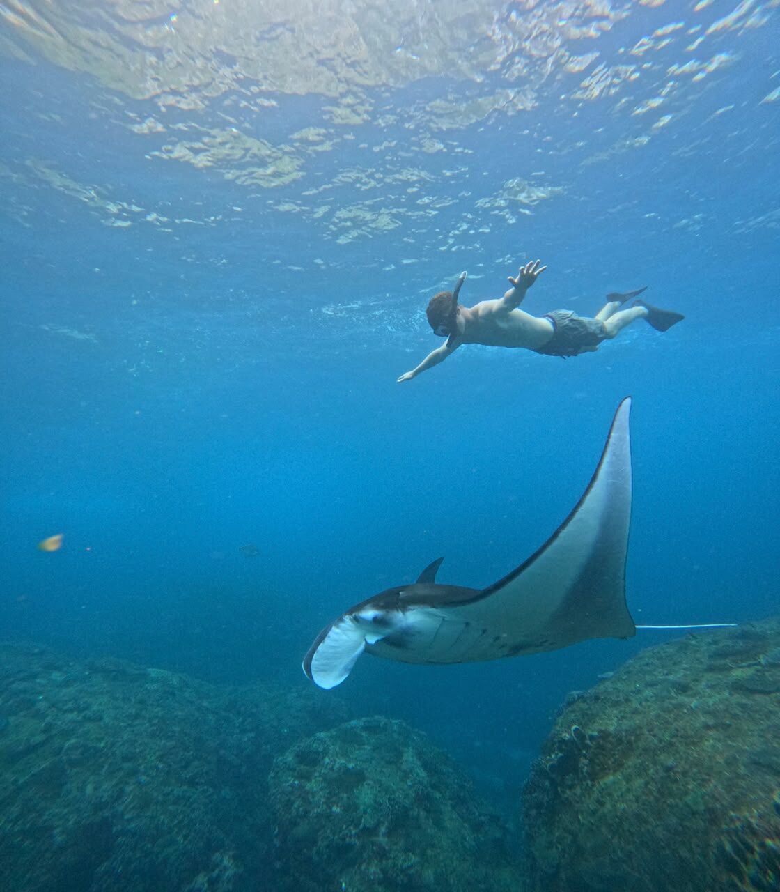 Snorkeler swimming above a manta ray at Manta Bay